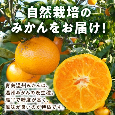 青島温州みかん 約5kg_S178-003