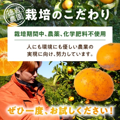 青島温州みかん 約5kg_S178-003