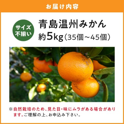 青島温州みかん 約5kg_S178-003