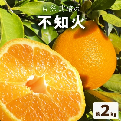 【自然栽培】不知火 約2kg_S178-004