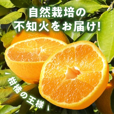 【自然栽培】不知火 約2kg_S178-004