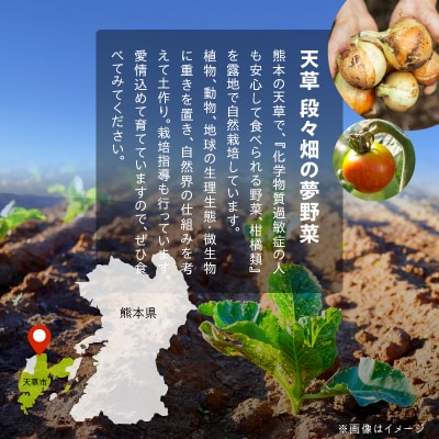 【定期便12回】季節のおまかせ野菜と果物セット_S096-004-T12