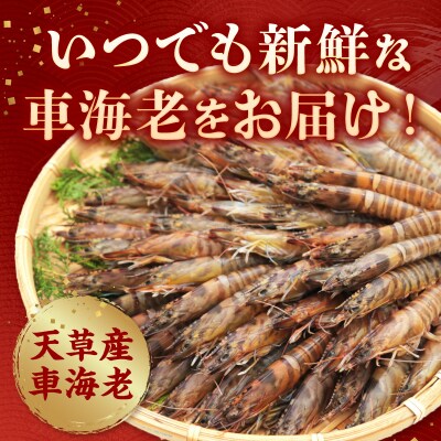 活き〆冷凍車海老 500g_S065-006