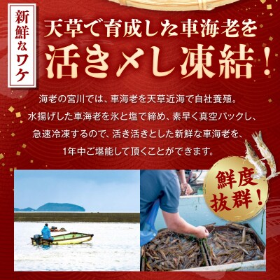 活き〆冷凍車海老 500g_S065-006