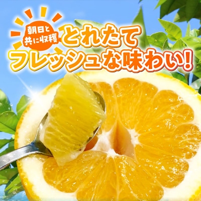 【訳あり】あまくさ晩柑 9kg_S097-006