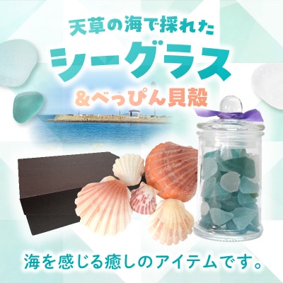 シーグラスとべっぴん貝殻のセット_S183-004