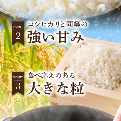 【定期便6回】令和8年産鏡さんちのお米「にじのきらめき」精米5kg_S050-012-T06