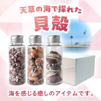 貝殻小瓶3本セット_S183-005