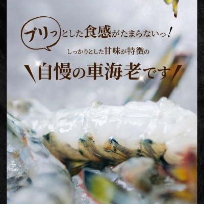 【指定日必須】活き車海老「やまと車海老」700g〈先行受付〉_S010-084