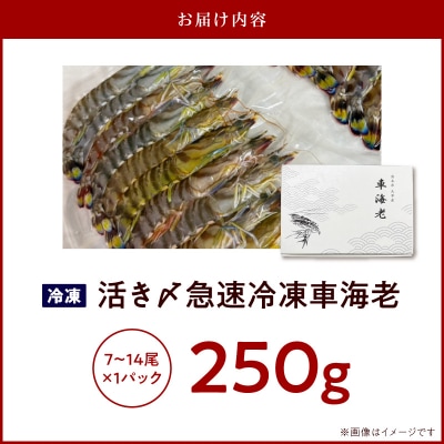 生食可 活き〆急速冷凍車海老250g_S187-001