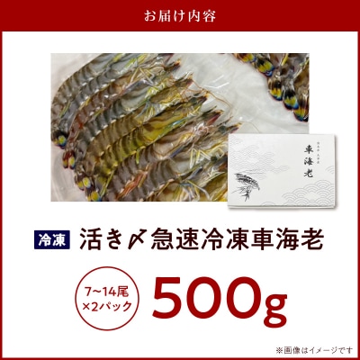 生食可 活き〆急速冷凍車海老500g_S187-002