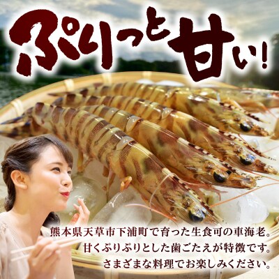 生食可 活き〆急速冷凍車海老750g_S187-003