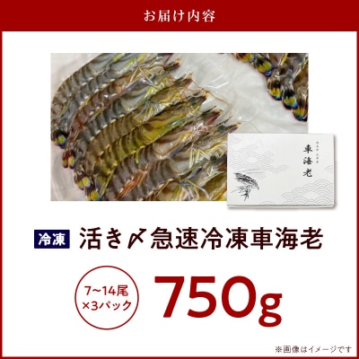 生食可 活き〆急速冷凍車海老750g_S187-003