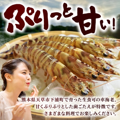 生食可 活き〆急速冷凍車海老1kg_S187-004