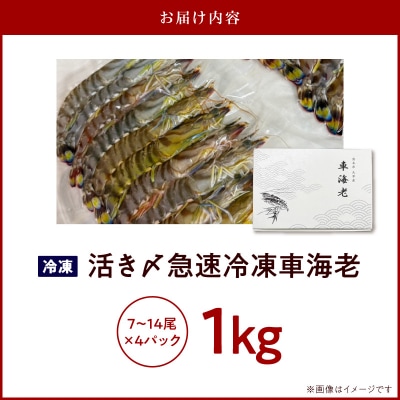 生食可 活き〆急速冷凍車海老1kg_S187-004