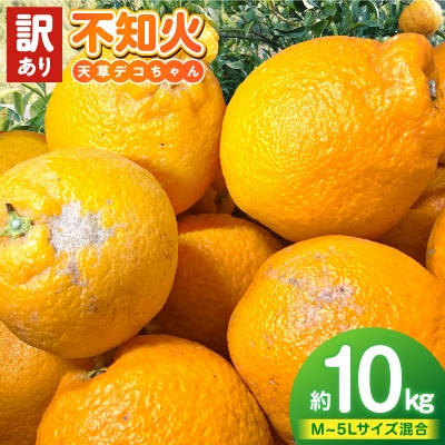 天草産 訳あり 不知火 約10kg_S153-005