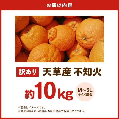 天草産 訳あり 不知火 約10kg_S153-005
