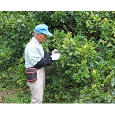 さわやかな果汁たっぷり　竹田かぼす 露地2kg(25玉前後)