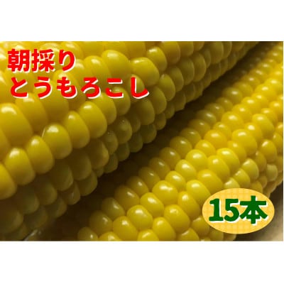 朝採り!大分県竹田市すごう産!初夏の味覚のとうもろこし 15本