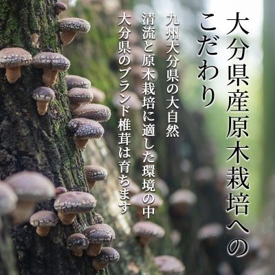 大分県産原木栽培乾しいたけ バレ椎茸 1600g