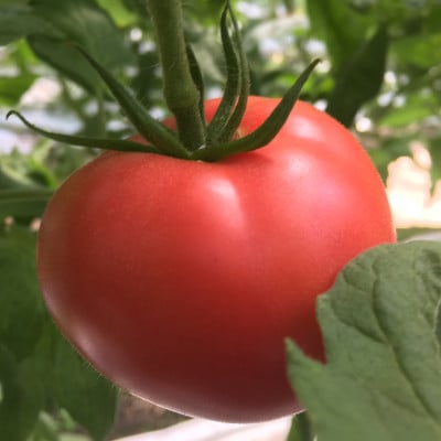 濃縮 姫のトマトベース 4個