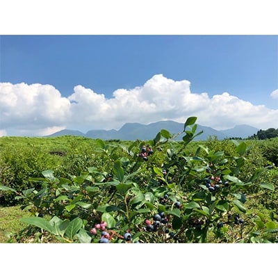 大分県久住高原産冷凍ブルーベリー1kg
