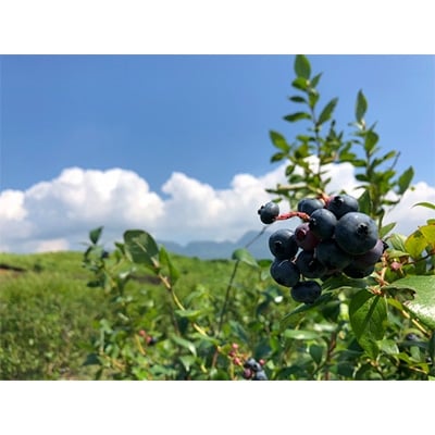 大分県久住高原産冷凍ブルーベリー1kg
