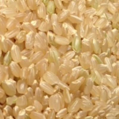 竹田市産　合鴨米 玄米10kg
