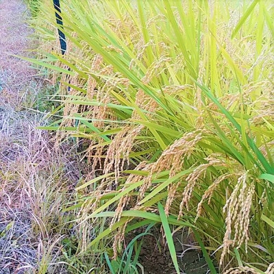 竹田市産 愛鴨米 白米 5kg