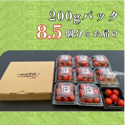 輝くミニトマトの宝石箱