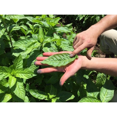 藍型染の手ぬぐい【仔馬】