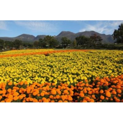 くじゅう花公園年間パスポート(特典付)　引換券