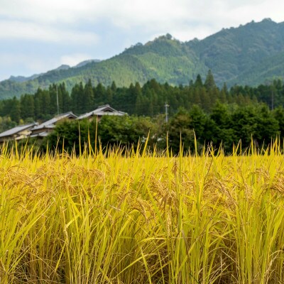 ごはんだけでご馳走になる!!【令和5年産】にこまる 白米5kg 竹田水穂　※紙袋包装