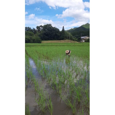 ごはんだけでご馳走になる!!【令和5年産】にこまる 白米10kg 竹田水穂　※紙袋包装