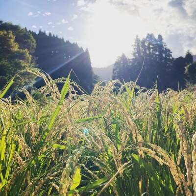 ごはんだけでご馳走になる!!【令和5年産】にこまる 玄米10kg 竹田水穂　※紙袋包装