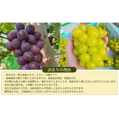 【2025年度先行予約】粒パック訳ありシャインマスカット(約500g)&ナガノパープル(約500g)