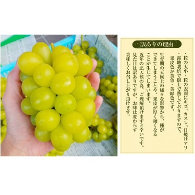 【数量限定】粒パック訳ありシャインマスカット1kg(2パック)