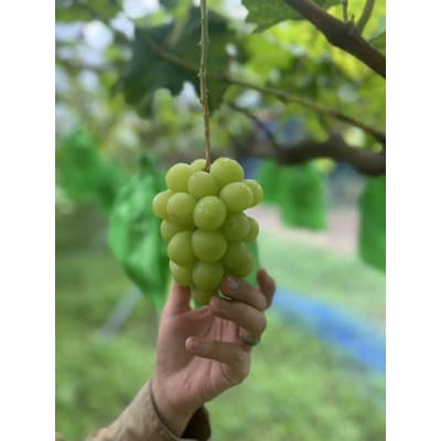 【数量限定】粒パック訳ありシャインマスカット1kg(2パック)