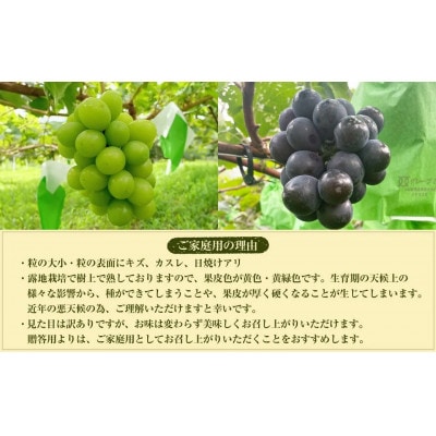 粒パック訳ありシャインマスカット(約500g)&BKシードレス(約500g) 1kg(各1パック)