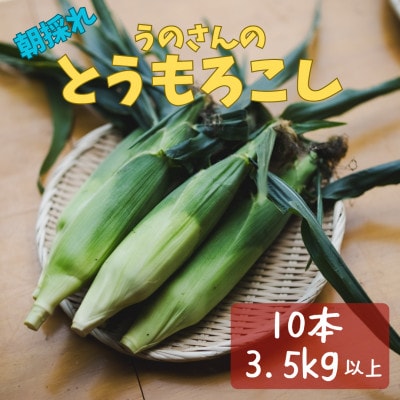 産地直送!生でも美味しい 朝採れ スイートコーン 10本 約3.5kg