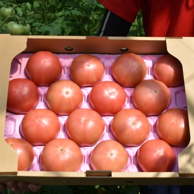 【竹田市産】高原トマト 4kg