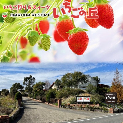 まるは食堂　マルハリゾート　いちごの丘の『訳あり』完熟冷凍いちご1kg