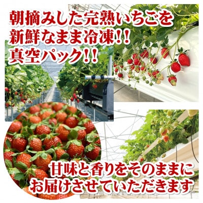 まるは食堂　マルハリゾート　いちごの丘の『訳あり』完熟冷凍いちご500g