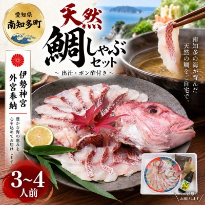 【伊勢神宮外宮奉納】天然真鯛の鯛しゃぶセット 3～4人前|出汁・特製ポン酢付き【岬だより】