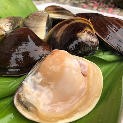 天然はまぐり 殻付ボイル冷凍 中サイズ 500g 2袋 お礼品詳細 ふるさと納税なら さとふる