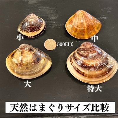 純国産 【貝専門店】 天然 はまぐり 大サイズ 500g×2袋 岬だより