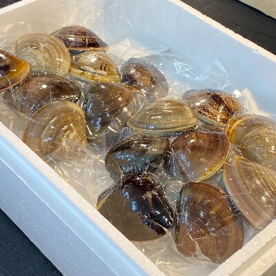 天然はまぐり 殻付ボイル冷凍 大サイズ 500g 2袋 お礼品詳細 ふるさと納税なら さとふる