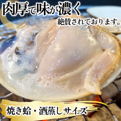 【2025年 先行予約】 純国産 【貝専門店】 天然 はまぐり 特大サイズ 500g×4袋 岬だより