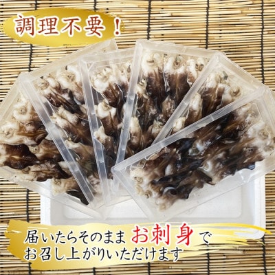 純国産【貝専門店】 肉厚 トリ貝 刺身 【小12枚入り】6セット 岬だより