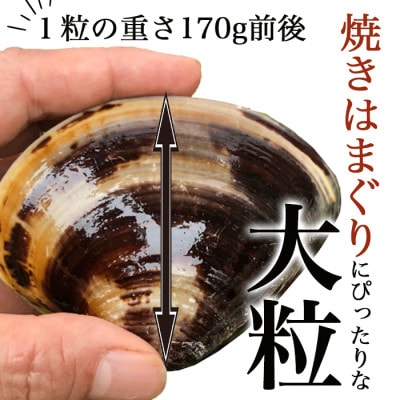 大ぶりサイズの天然はまぐり(約170g×5個) 個包装・加熱調理済み/焼き蛤にピッタリ
